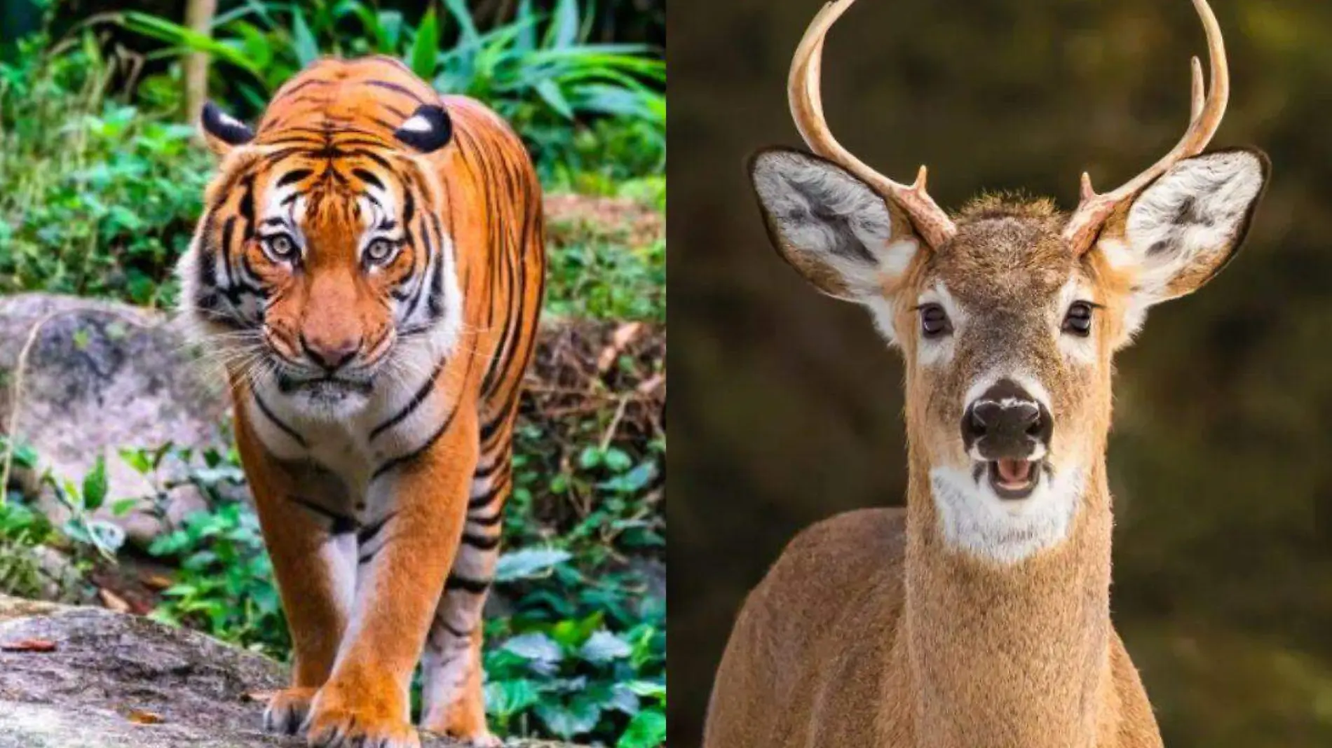 Tigre y venado de contrabando